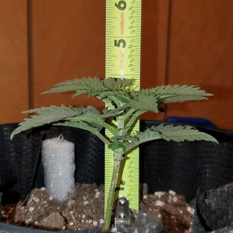 #1 growlog timeline photo