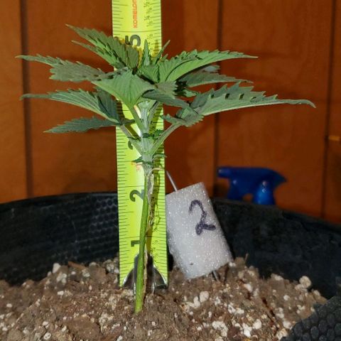 #2 growlog timeline photo