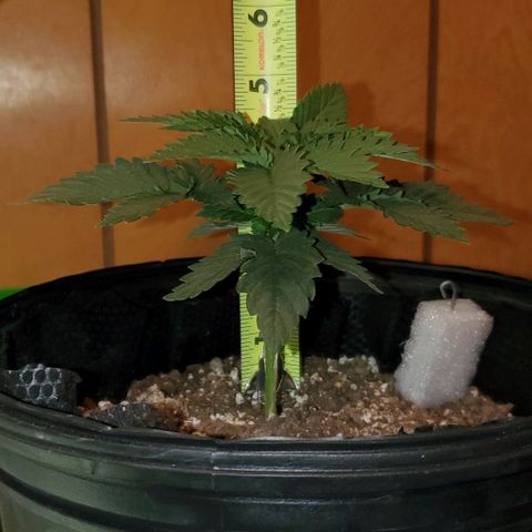 #3 growlog timeline photo