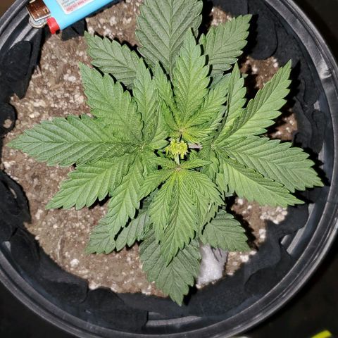 #3 growlog timeline photo