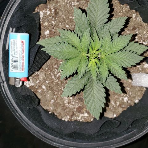 #2 growlog timeline photo