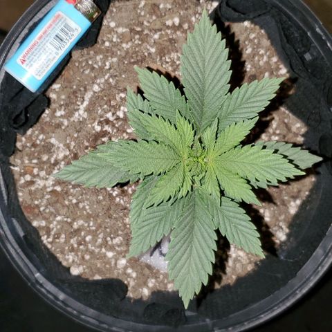 #1 growlog timeline photo