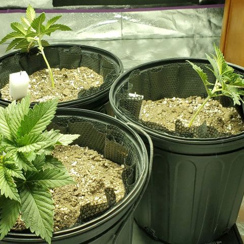 #2 growlog photo: And the training begins