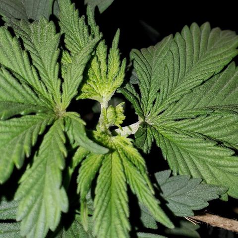 #2 growlog photo: FIM