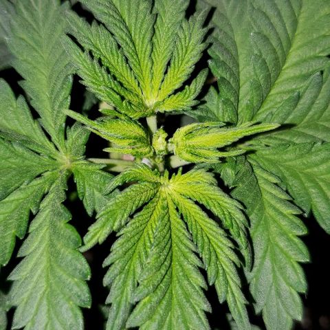 #1 growlog photo: FIM