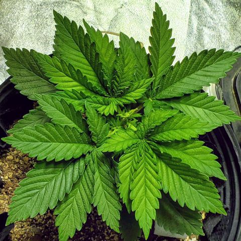 #3 growlog timeline photo