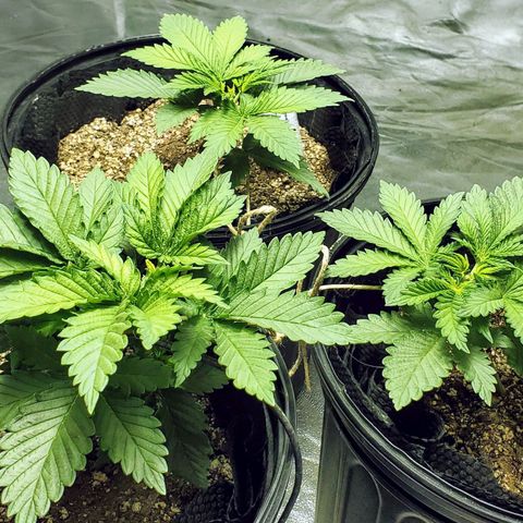 #2 growlog timeline photo