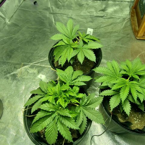 #2 growlog timeline photo