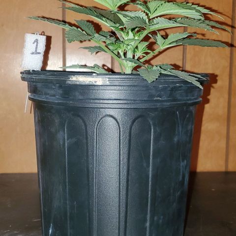 #1 growlog timeline photo
