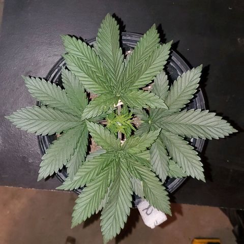 #2 growlog timeline photo