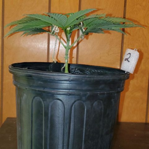 #2 growlog timeline photo