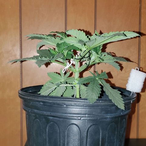 #3 growlog timeline photo