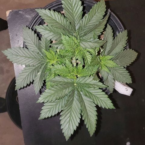 #3 growlog timeline photo