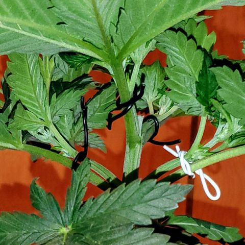 #3 growlog photo: Cut 4 clones. Beginning of training.