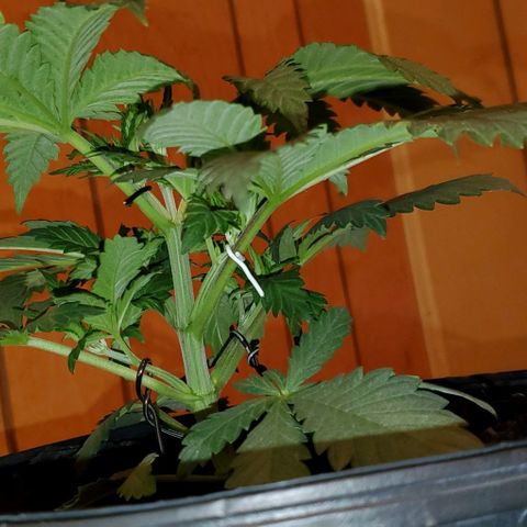 #1 growlog timeline photo