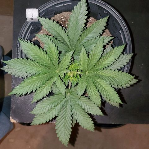 #1 growlog timeline photo