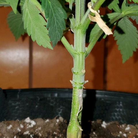 #2 growlog timeline photo