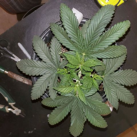 #2 growlog timeline photo