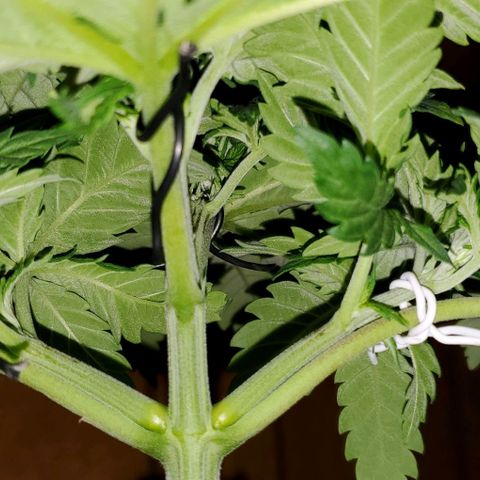#3 growlog timeline photo