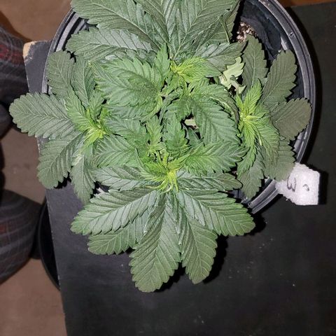 #3 growlog timeline photo
