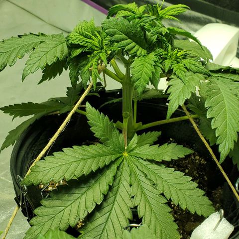 #3 growlog photo: After trimming lower branches