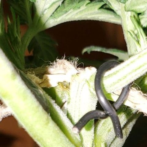 #1 growlog timeline photo