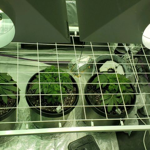 #2 growlog photo: Scrog installed!