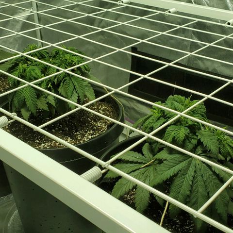 #2 growlog photo: Scrog installed!