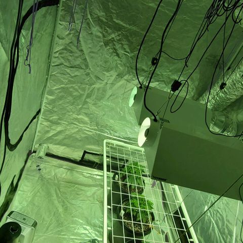 #2 growlog photo: Scrog installed!