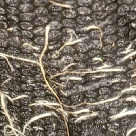 #2 growlog photo: Roots growing through the weed fabric. Notice the browning cause by air pruning.
Showed how much oxygen is getting to the side of the pot.