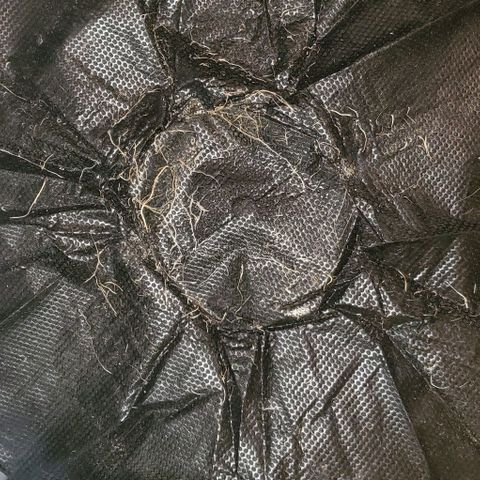 #2 growlog photo: Roots growing through the weed fabric. Notice the browning cause by air pruning.
Showed how much oxygen is getting to the side of the pot.