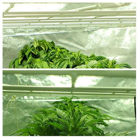 #2 growlog photo: 27 hours