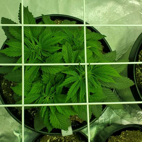 #2 growlog timeline photo