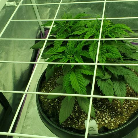 #2 growlog timeline photo