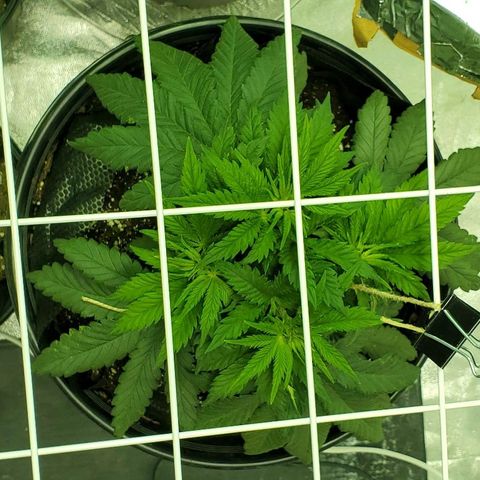 #1 growlog timeline photo