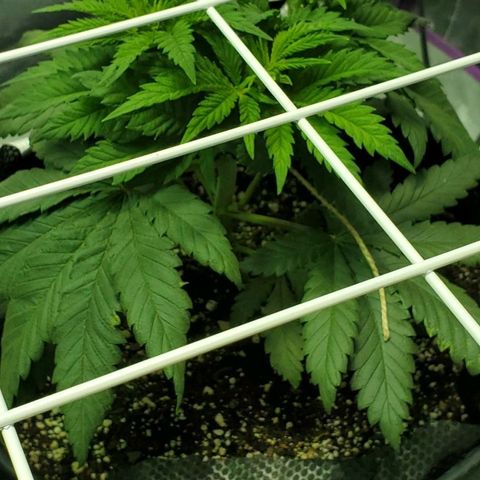 #1 growlog timeline photo