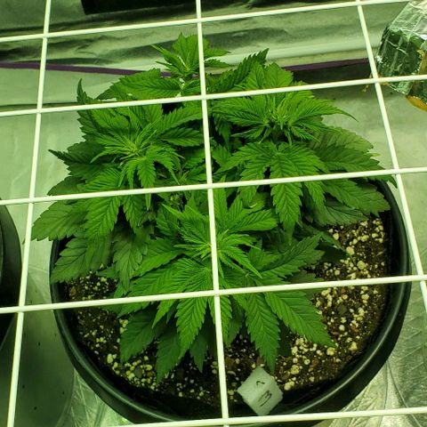 #3 growlog timeline photo