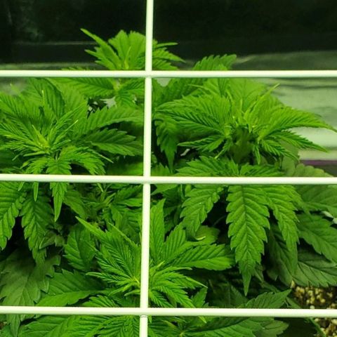 #3 growlog timeline photo