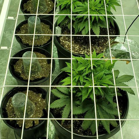 #2 growlog photo: After lowering scrog.
Only lowered 2 inches