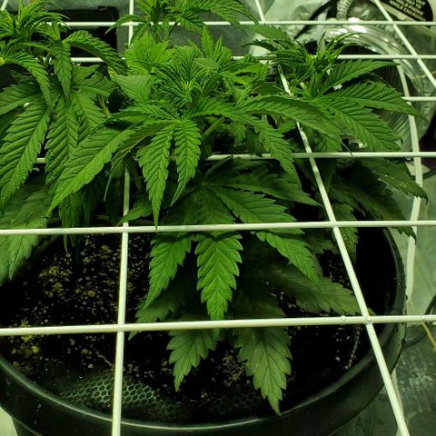 #1 growlog timeline photo