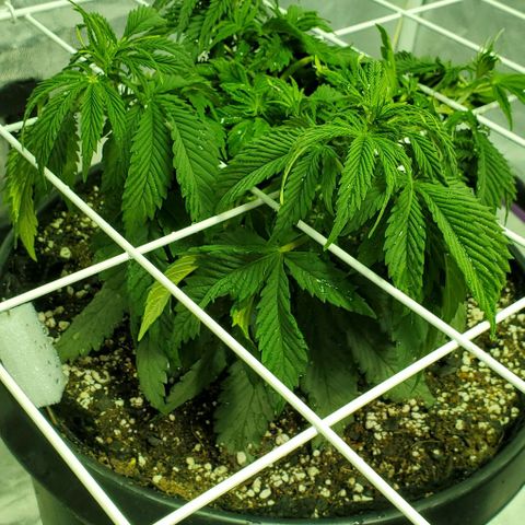 #2 growlog timeline photo