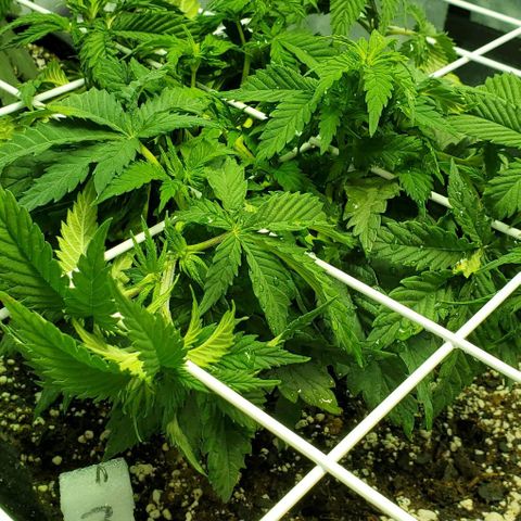 #3 growlog timeline photo