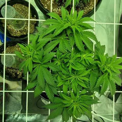 #1 growlog timeline photo