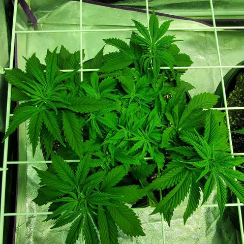 #2 growlog timeline photo