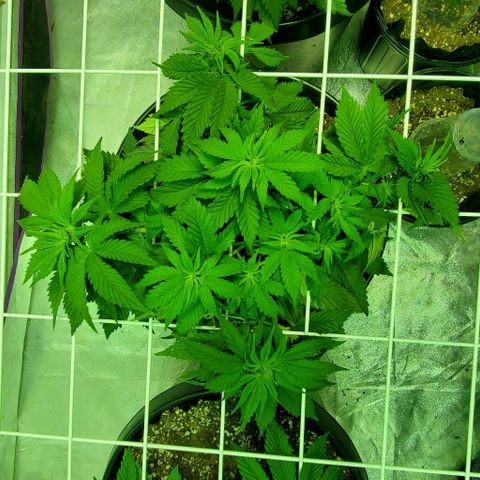 #3 growlog timeline photo