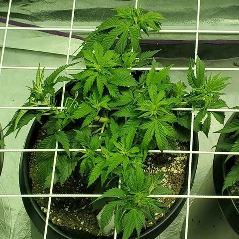 #2 growlog photo: After thinning.