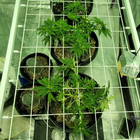 #2 growlog photo: Defoliated, getting ready to flip later this week.