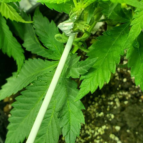#1 growlog photo: Slipped while training and broke a branch😥. Cut off and cloned.