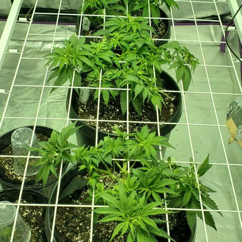 #1 growlog photo: Slipped while training and broke a branch😥. Cut off and cloned.
