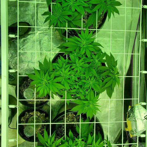 #2 growlog timeline photo